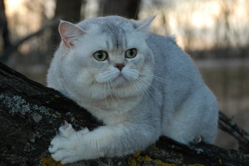 Шотландская голубая шиншилла