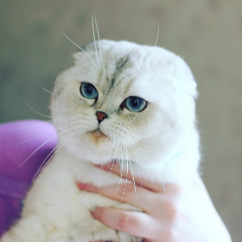Шотландская вислоухая кошка шиншилла