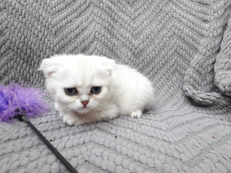 Вислоухие шиншиллы котята