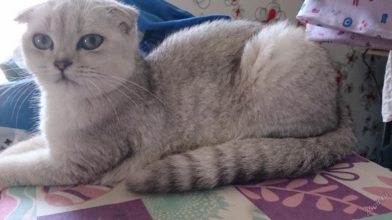 Скоттиш фолд шиншилла