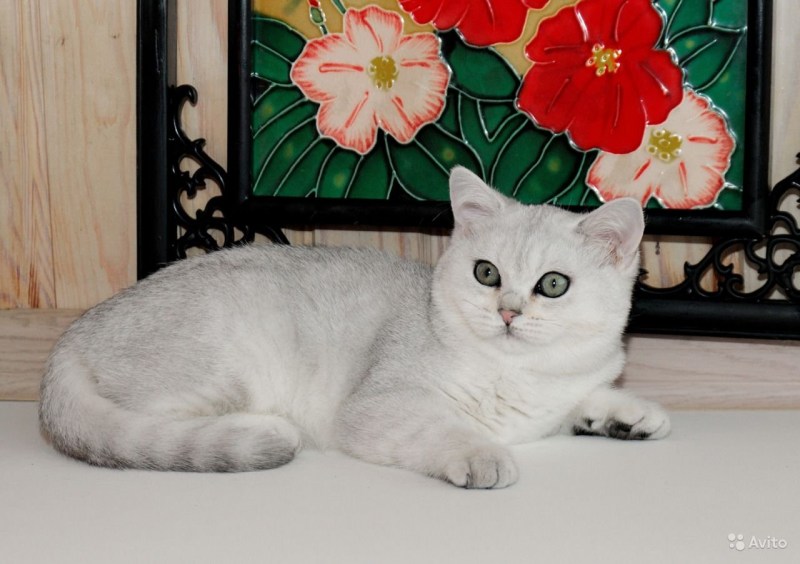 Скоттиш шиншилла ns11