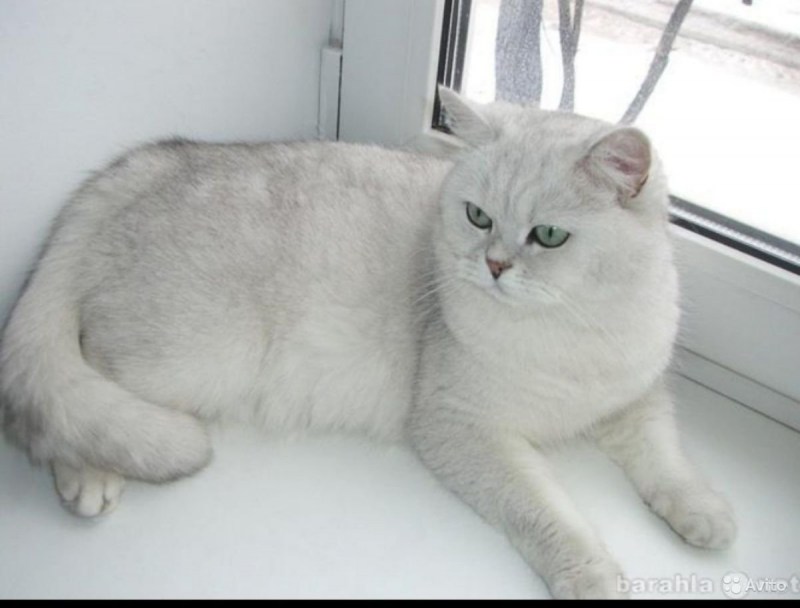 Серебристая шиншилла кот шотландец