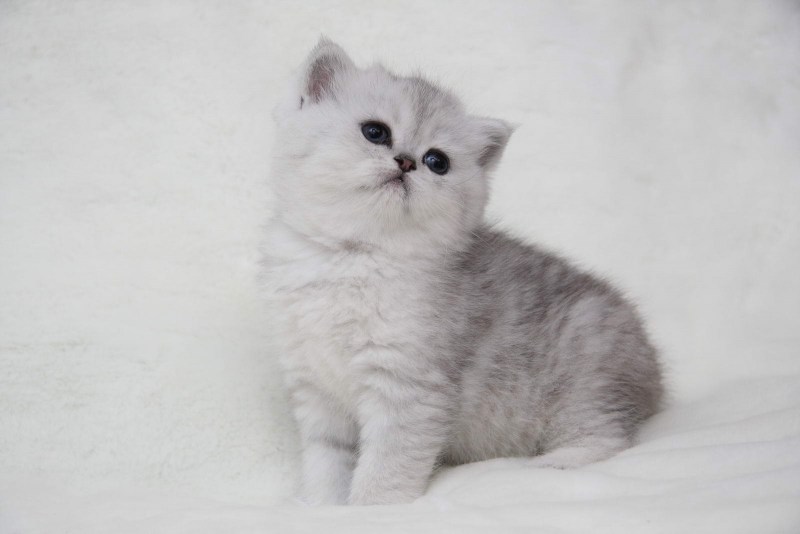 Британская короткошёрстная кошка шиншилла серебристая