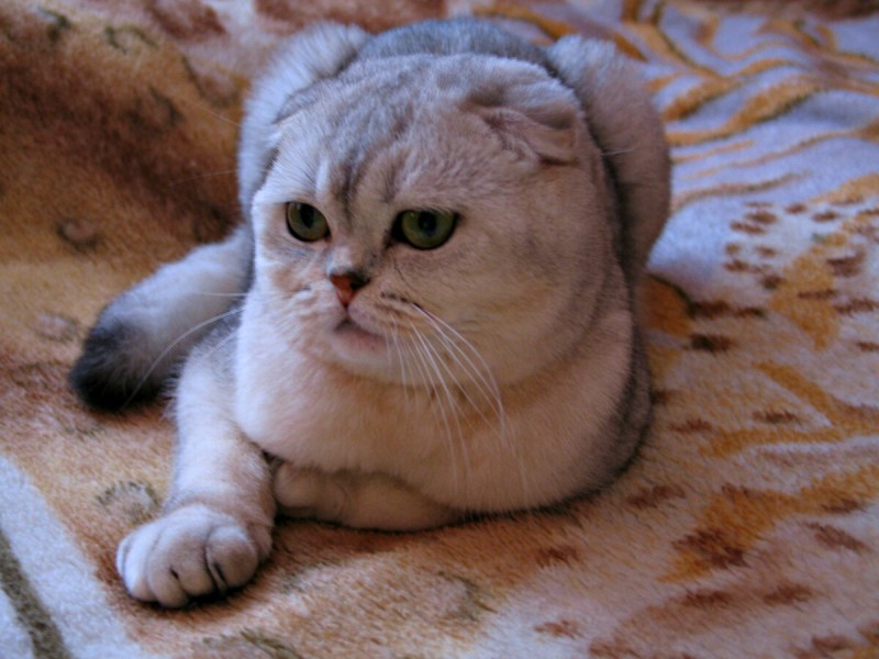 Шотландский вислоухий кот шиншилла
