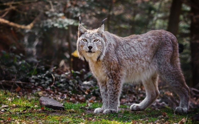Рысь (Lynx Lynx) в дикой природе