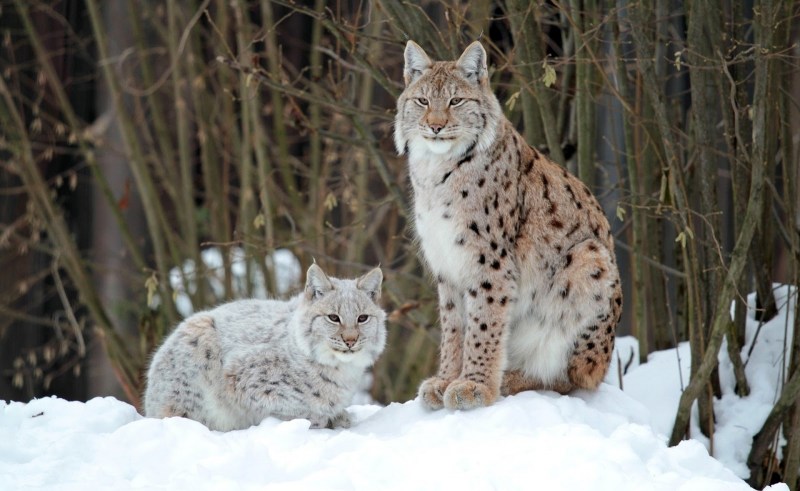 Рысь — Lynx Lynx