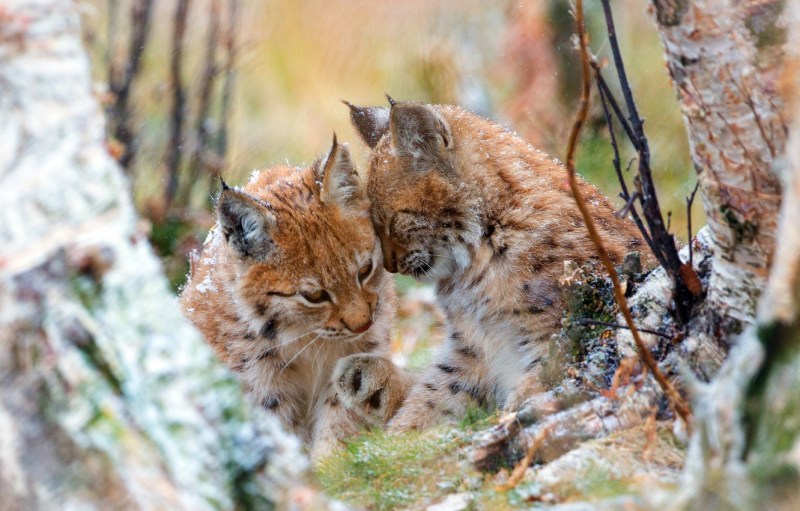 Рысь (Lynx Lynx) в дикой природе