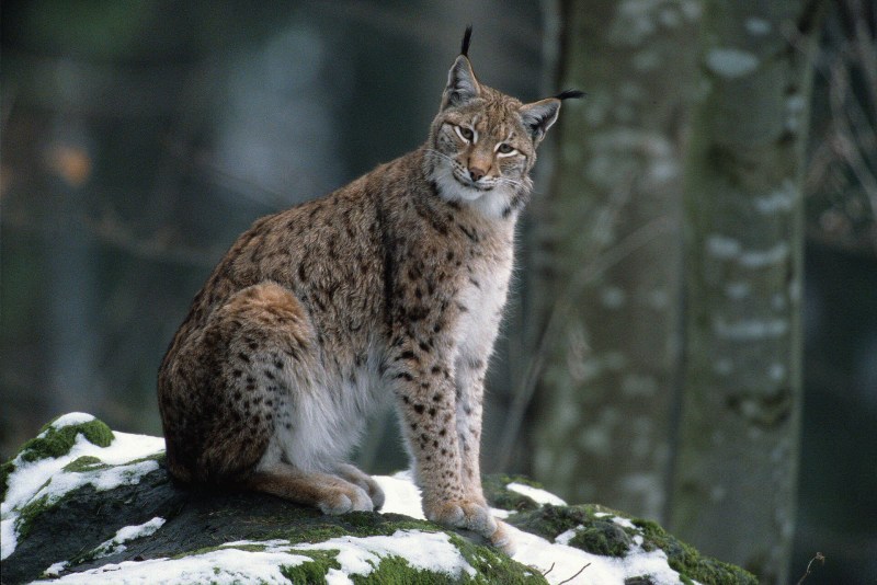 Рысь Кавказская (Lynx Lynx dinniki Satunin, 1915).
