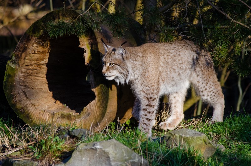 Рысь (Lynx Lynx) в дикой природе