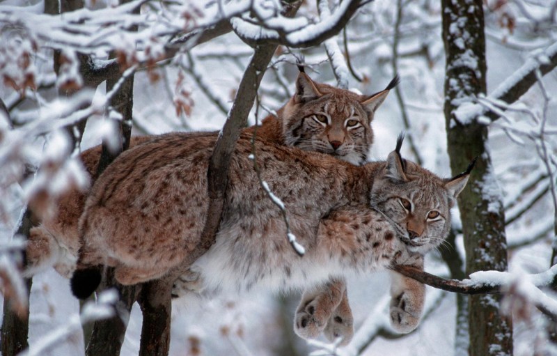 Рысь обыкновенная (Felis Lynx l.),