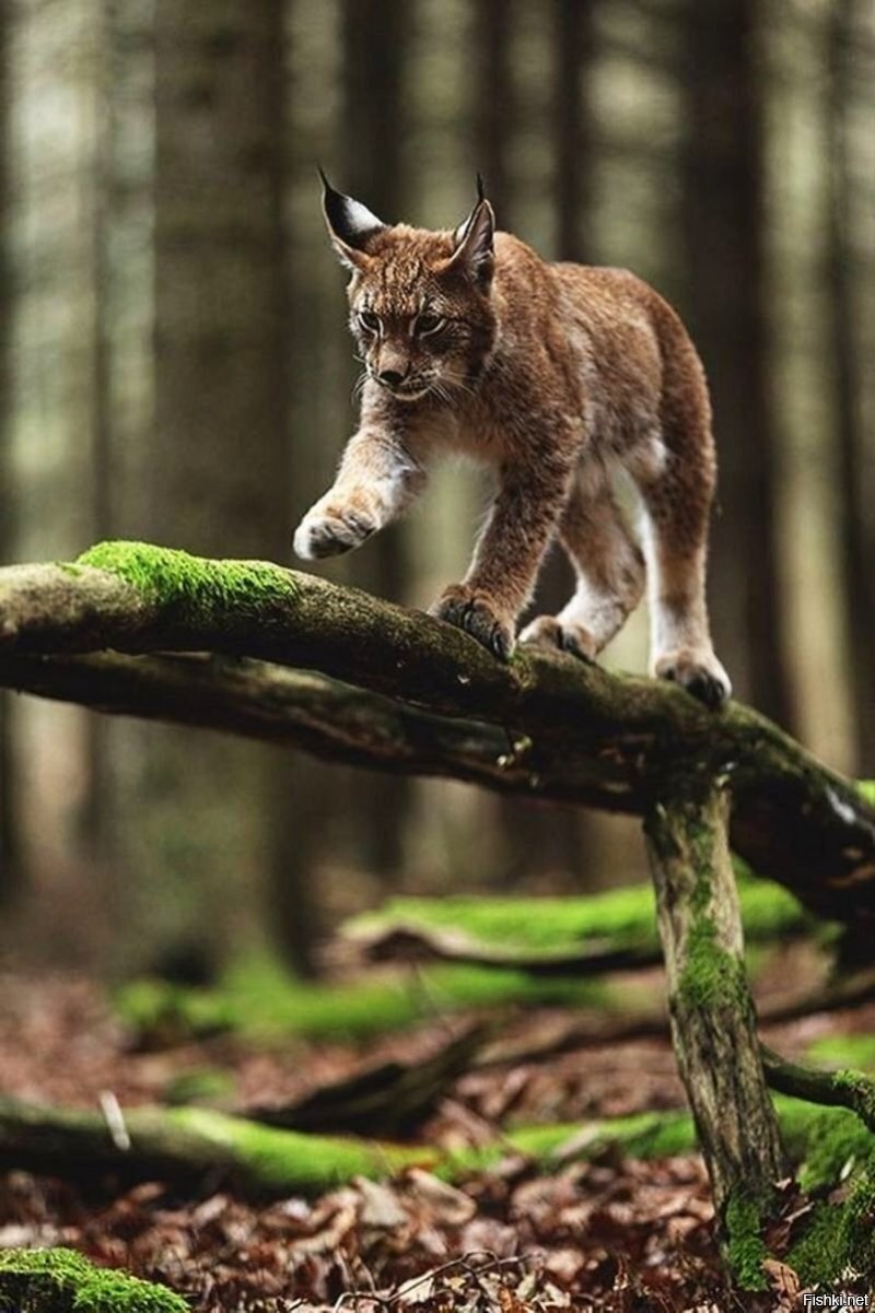 Дикая природа