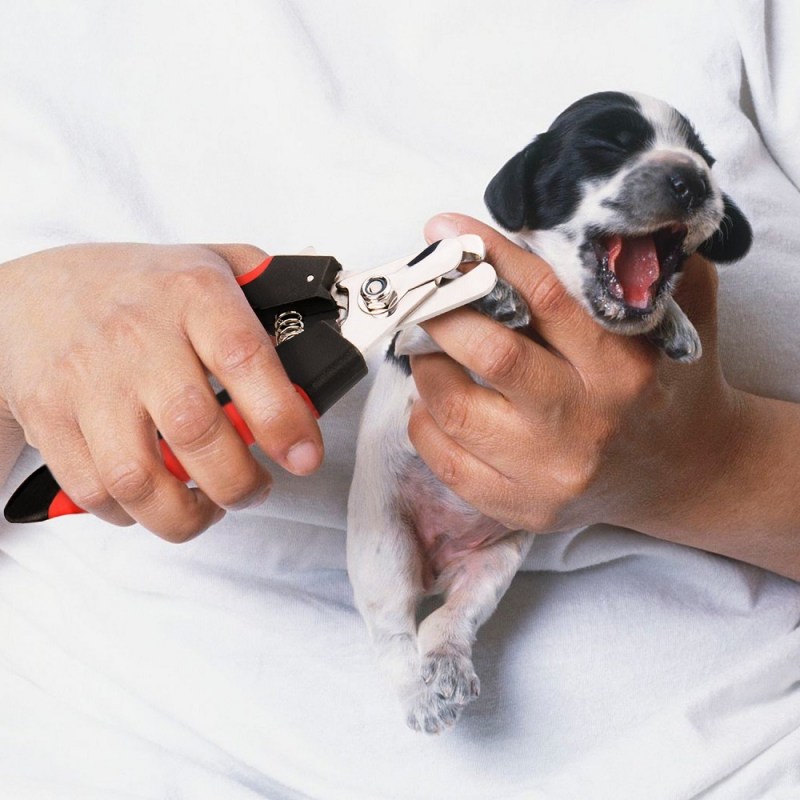 Dog Nails