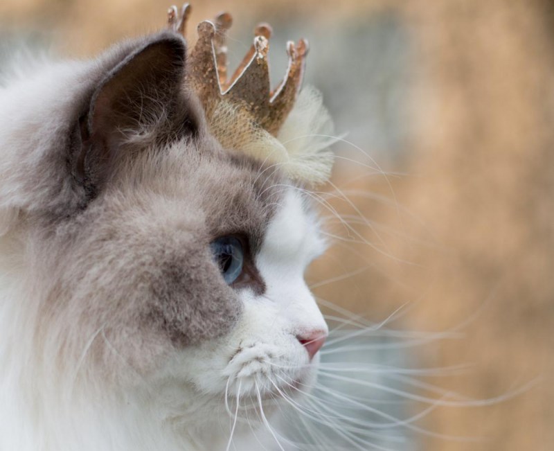Самая красивая кошка в мире