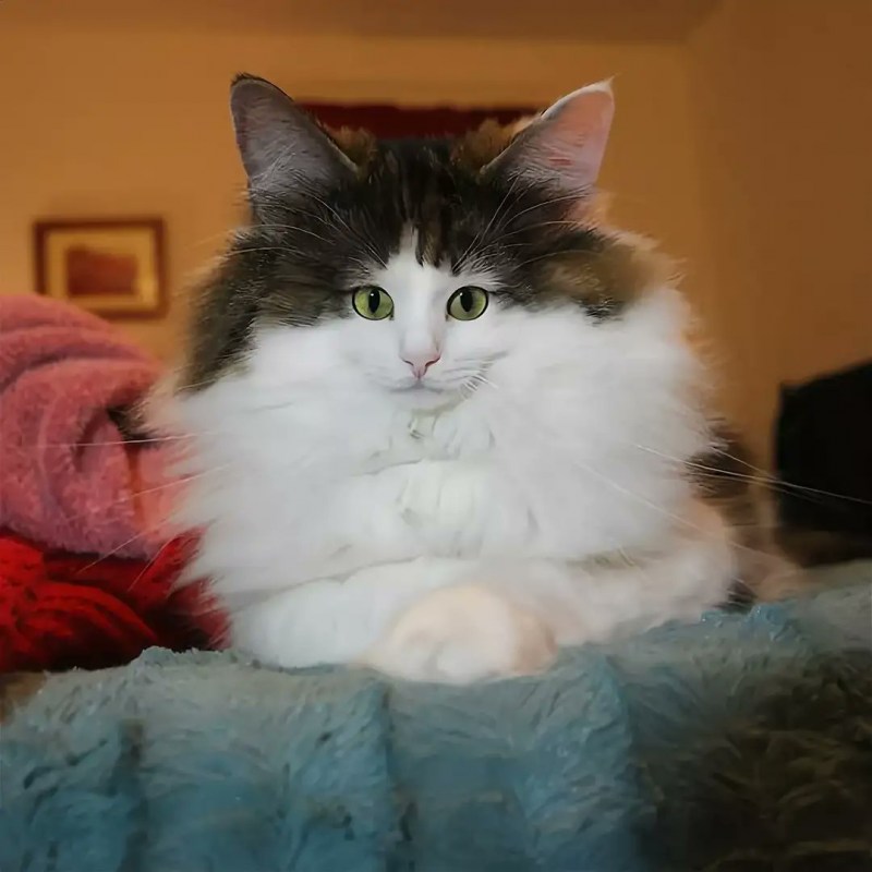Кошка с маленькой мордой