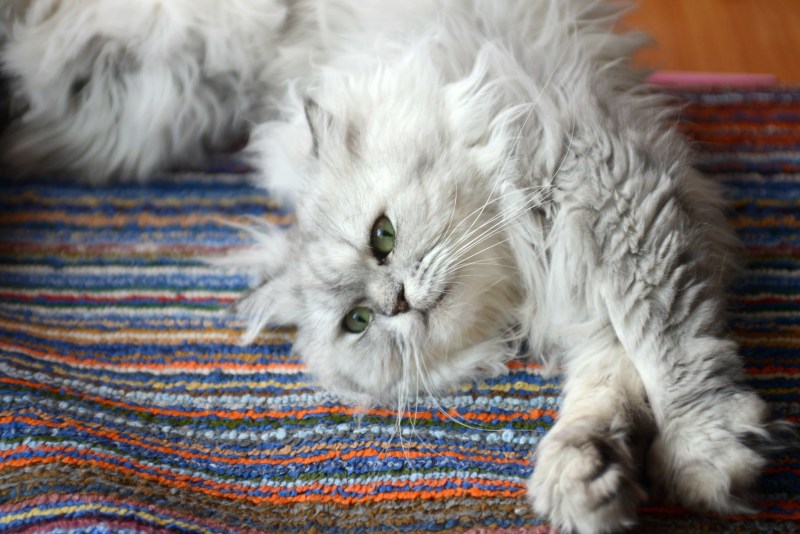 Котенок игривый пушистый