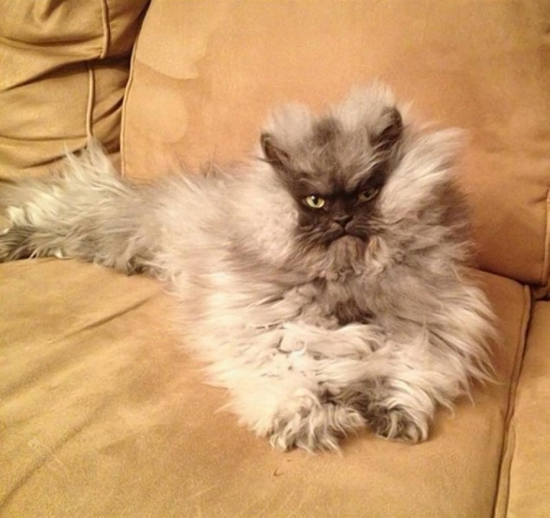 Взъерошенный кот