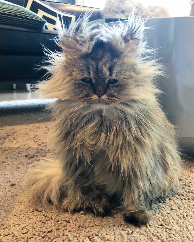 Сибирский длинношерстный кот