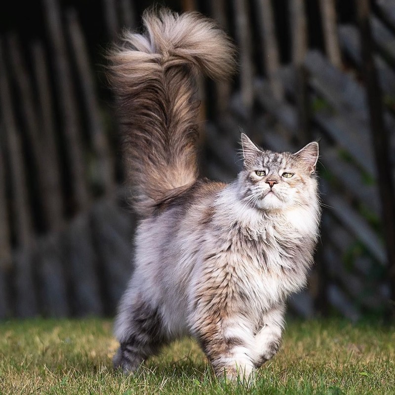 Персидская голубая кошка