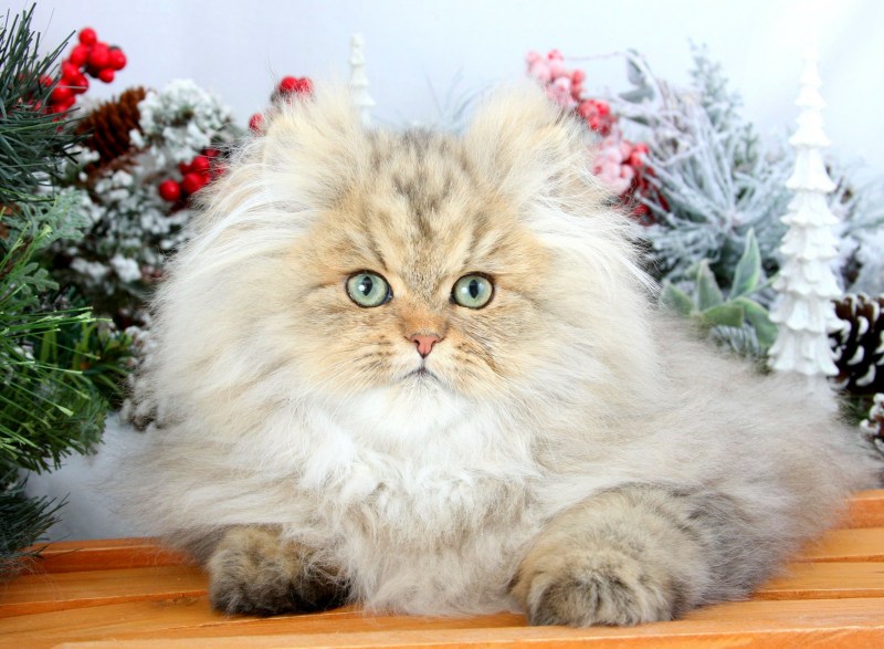 Рыжий котенок на улице
