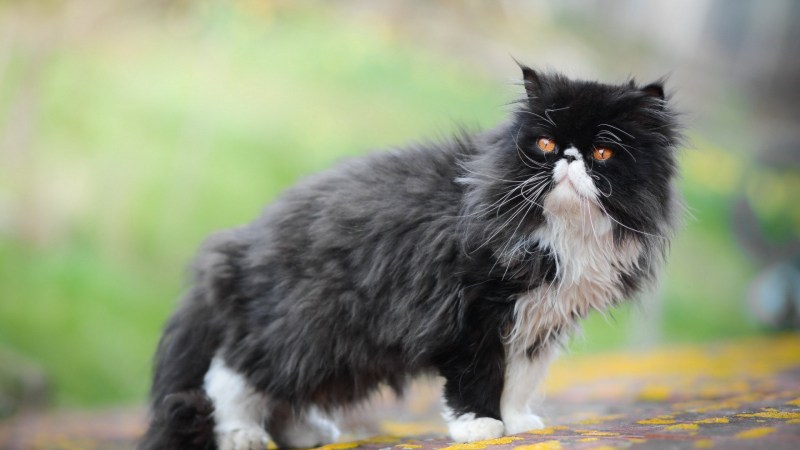 Персидский кот черно белый