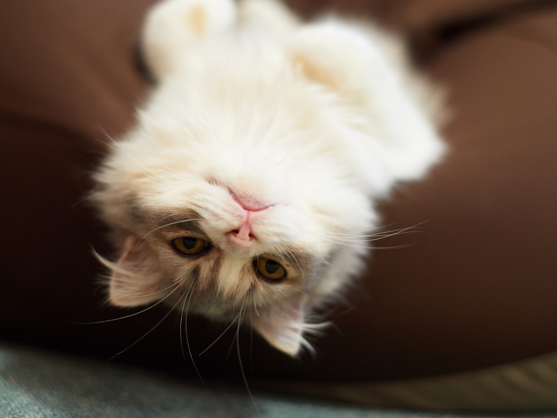 Коты шерсть дыбом
