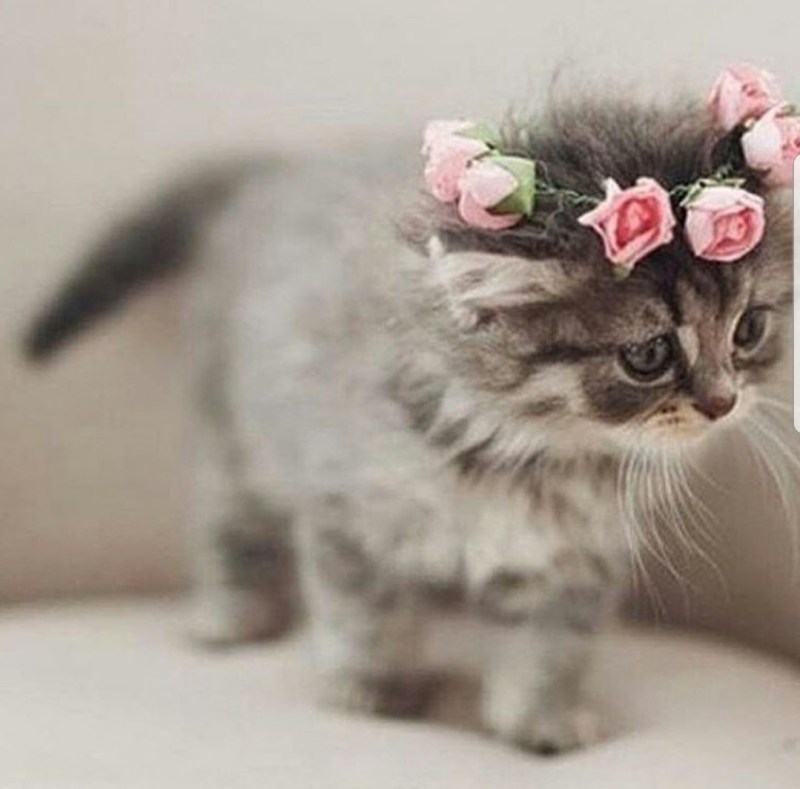 Котенок с венком