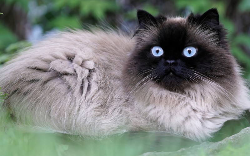 Британская длинношёрстная кошка