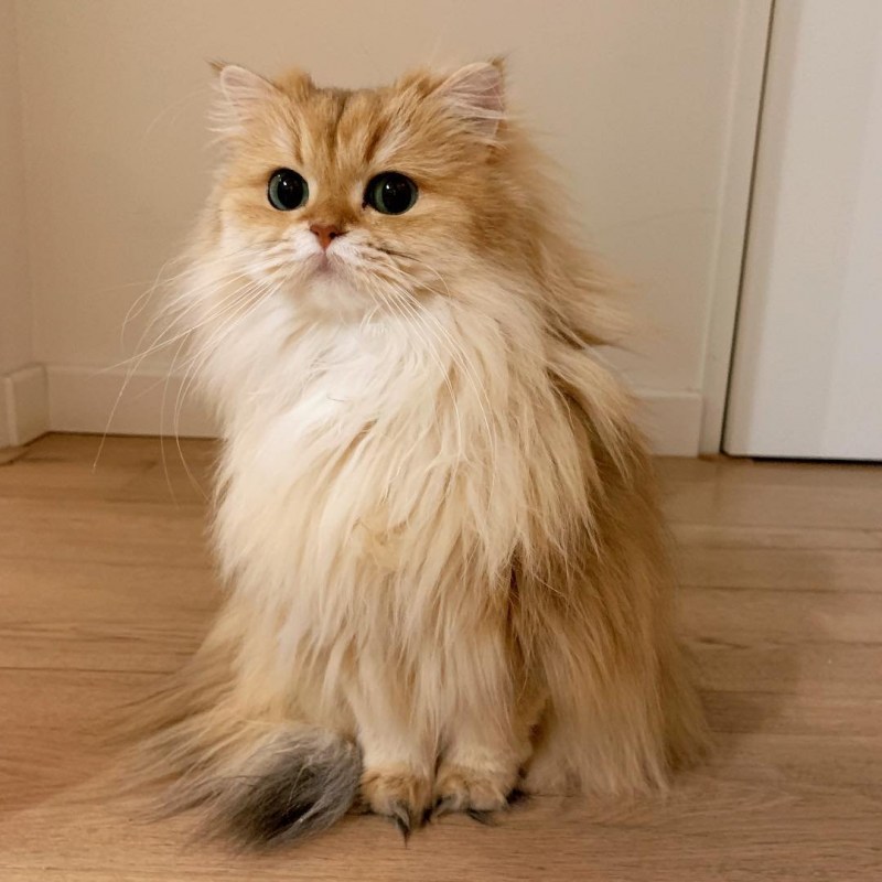 Шиншилла серая длинношерстная