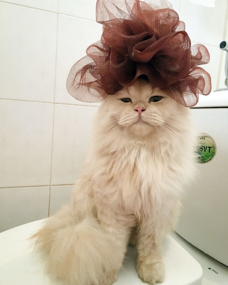 Прически для кошек