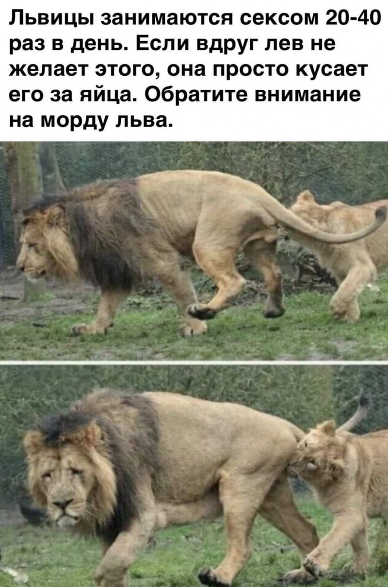 Лев прикол