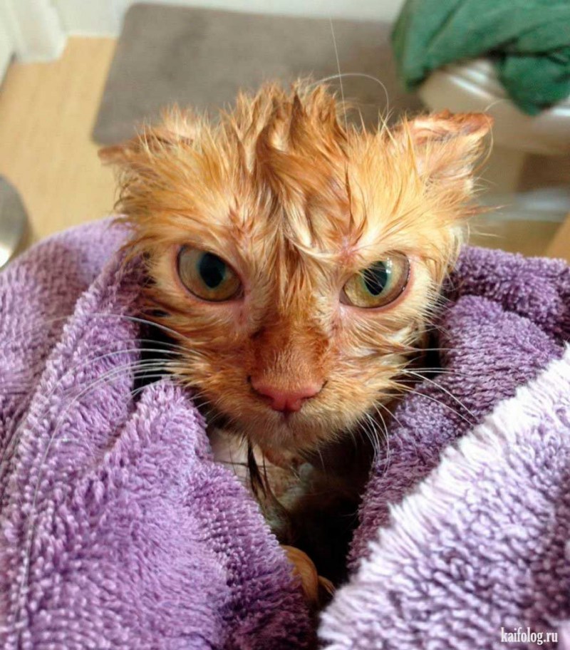 Прикольные коты