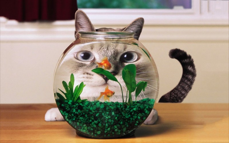 Аквариум с кошкой