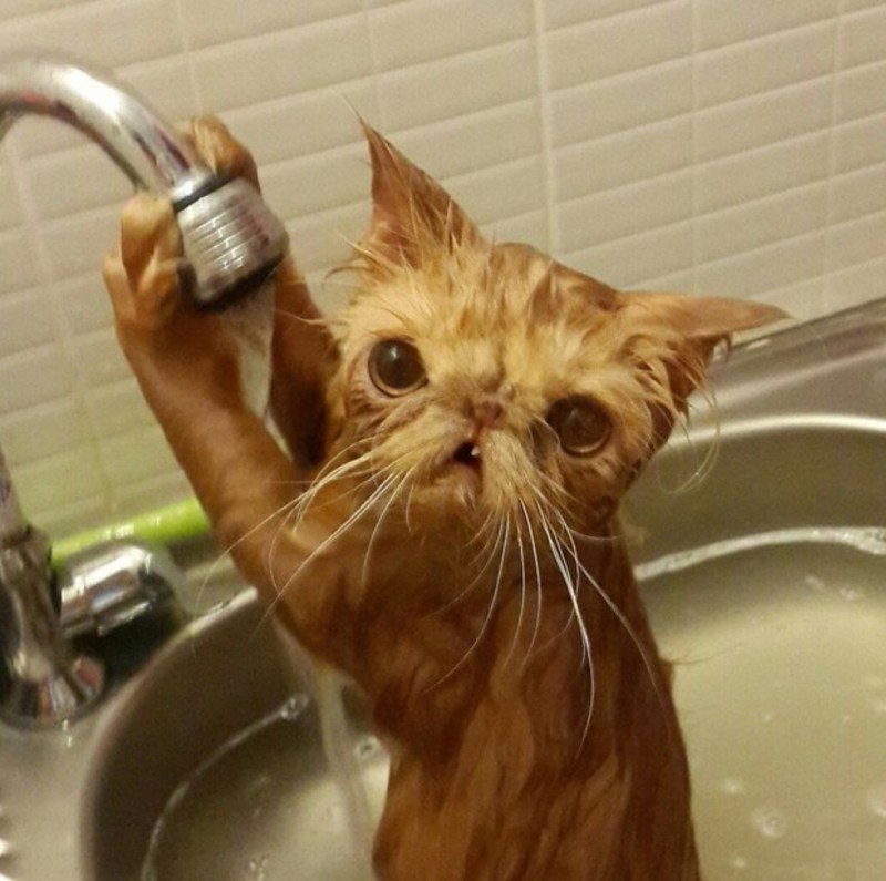 Очень смешной кот