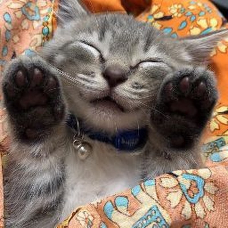 Веселый кот