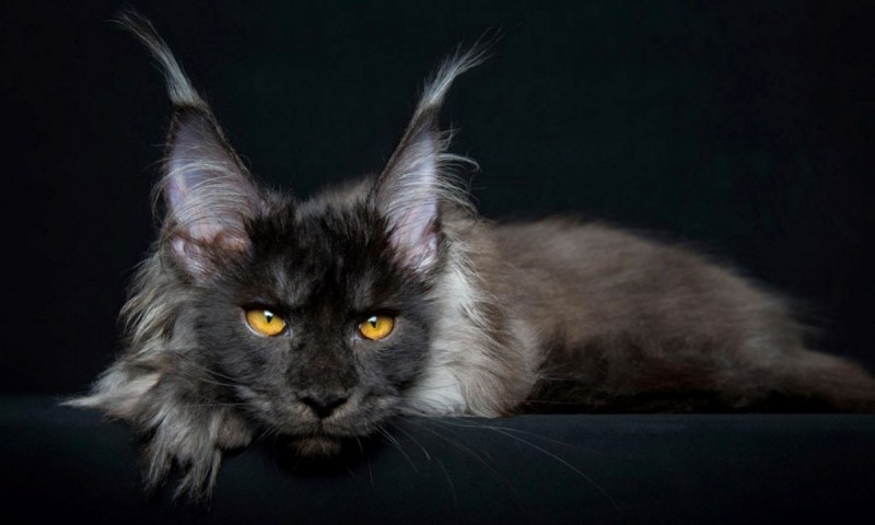Мужчина и кот Мейн кун