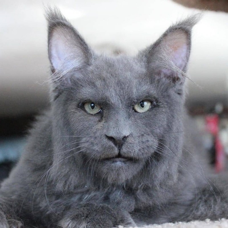 Котенок Мейн кун Валькирия