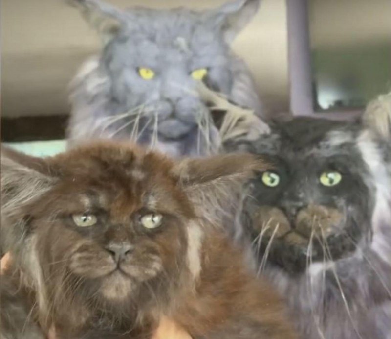 Кот с человеческими глазами