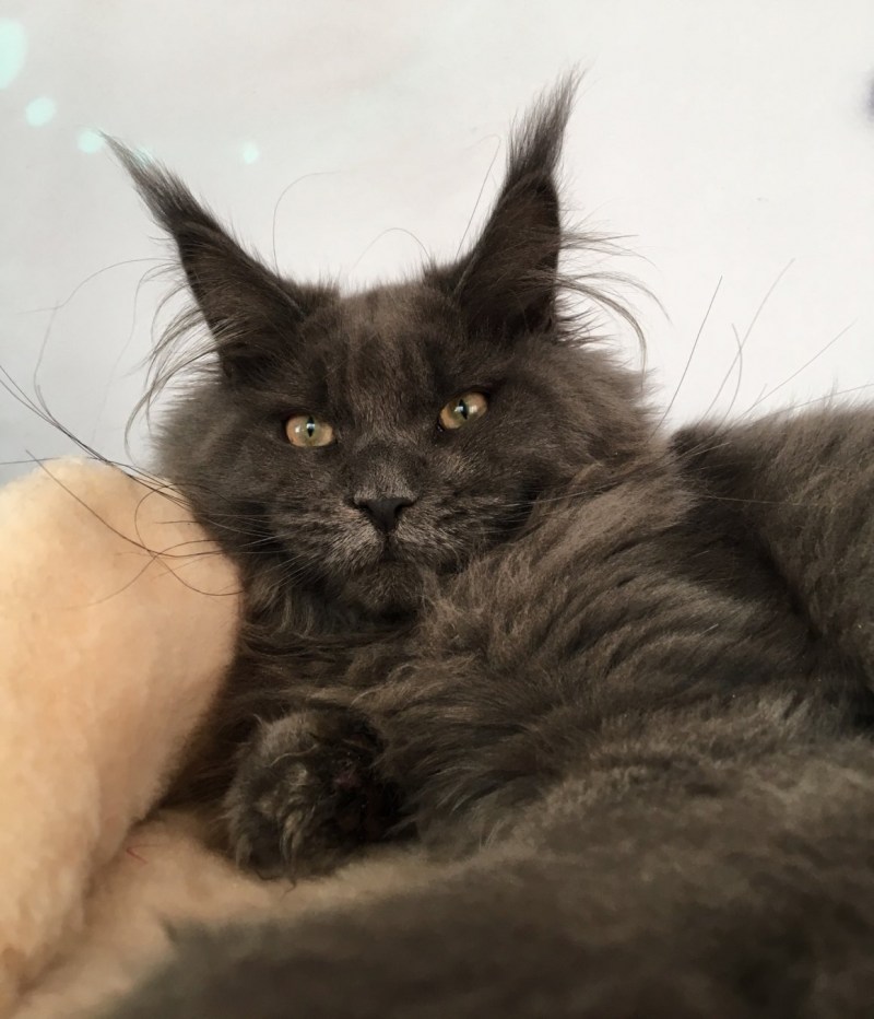 Catsvill County питомник