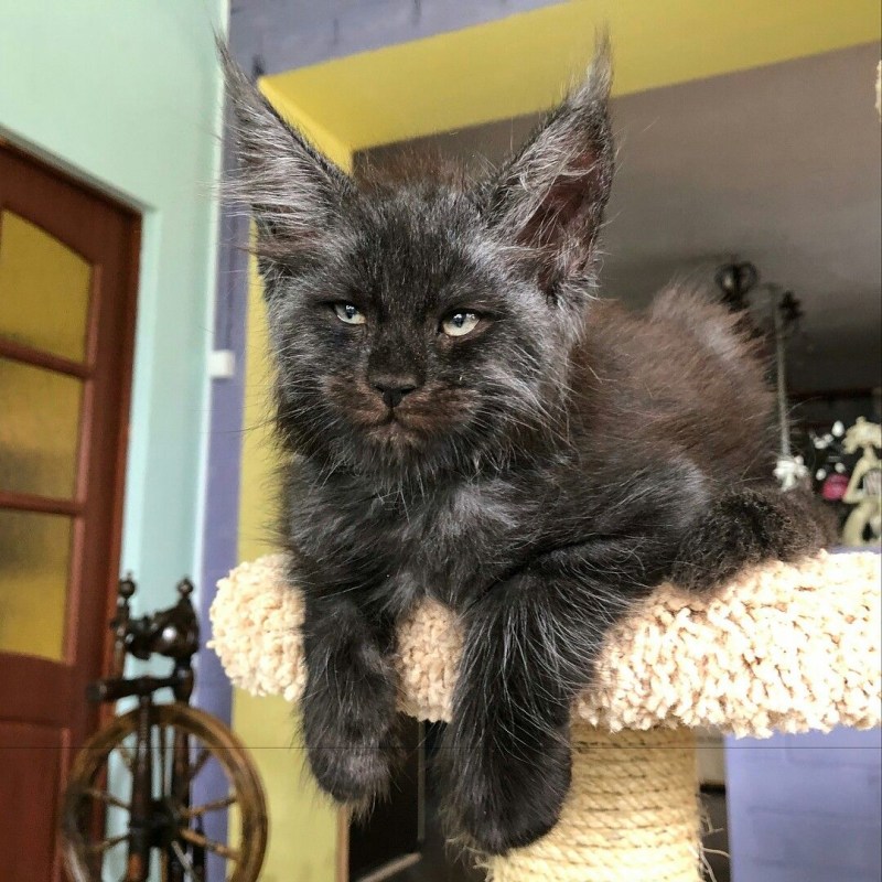 Котята оборотни Мейн кун