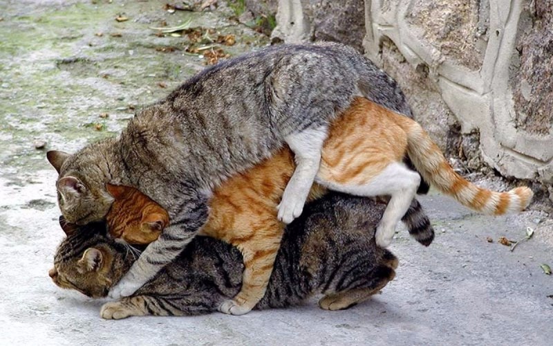 Коты совокупляются
