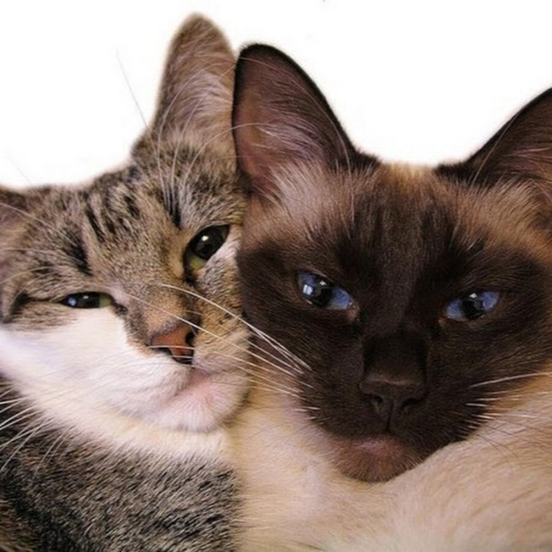 Кот и кошка занимаются