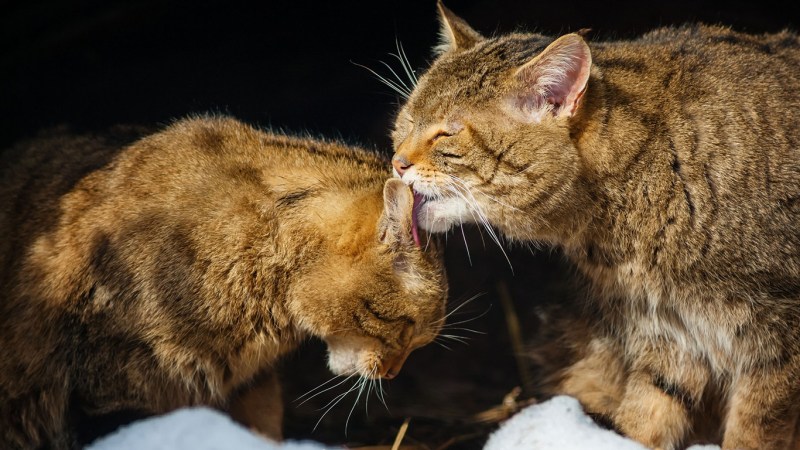 Коты спариваются