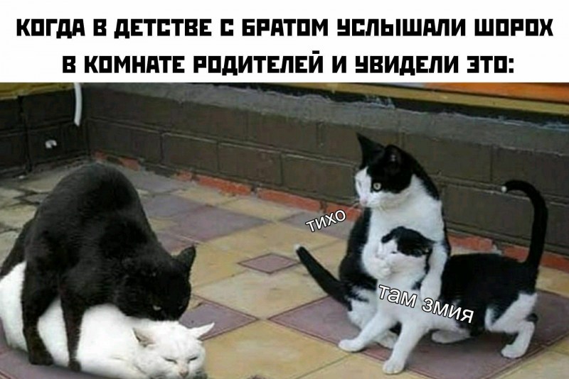 Рыжий кот спаривается