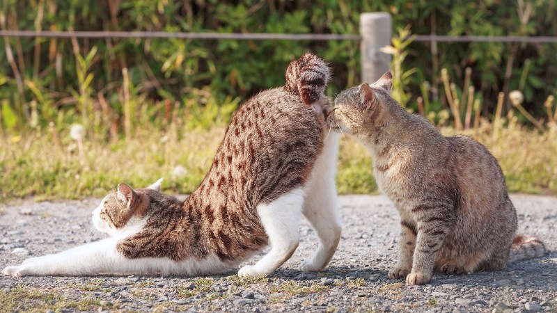 Любовный треугольник коты
