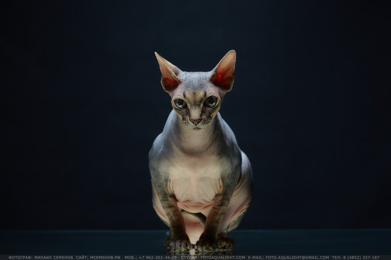 Лысая кошка сфинкс котенок