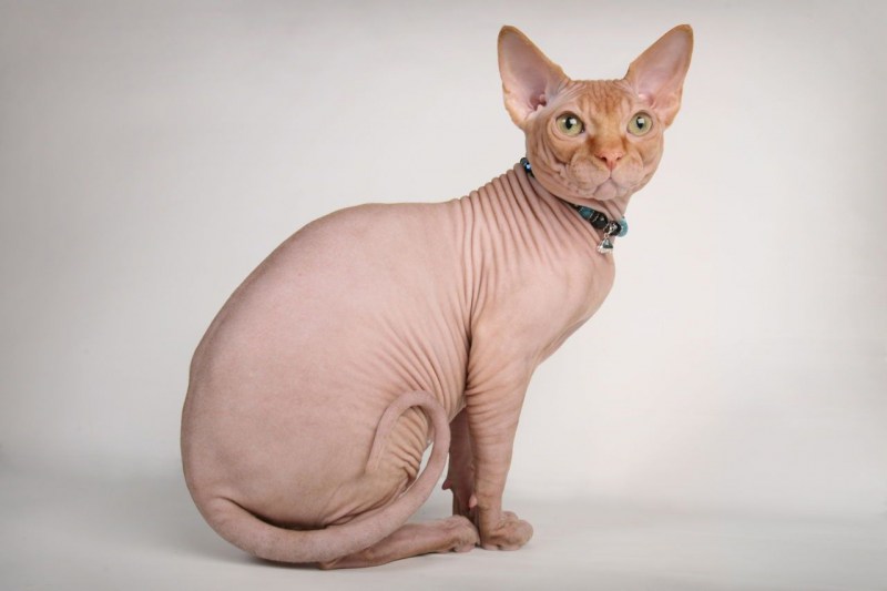 Лысые коты сфинксы