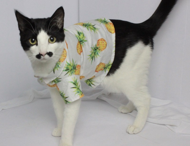 Рая для котов