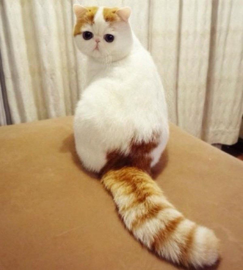 Котик с косыми глазами