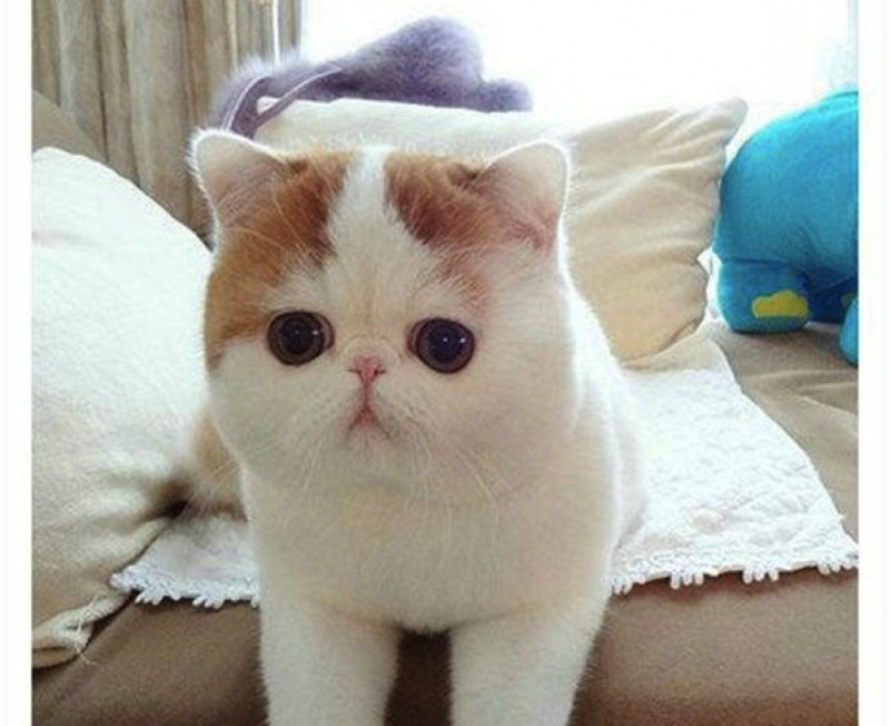 Скоттиш страйт Хосико