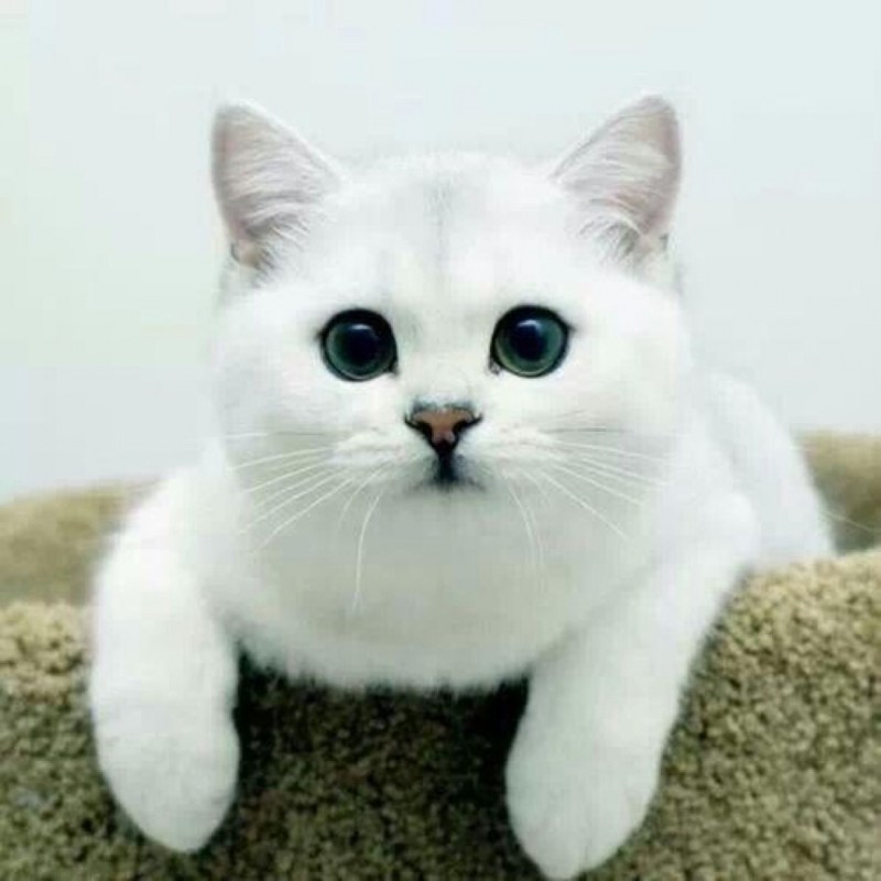 Кошки с необычной внешностью
